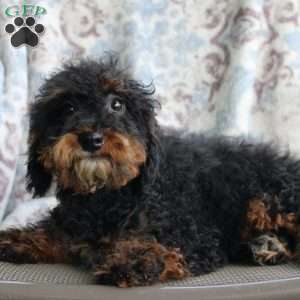 Bouncer, Miniature Poodle Puppy