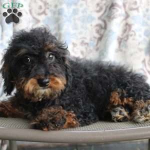 Bouncer, Miniature Poodle Puppy