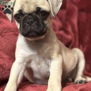 Jazzy, Pug Puppy