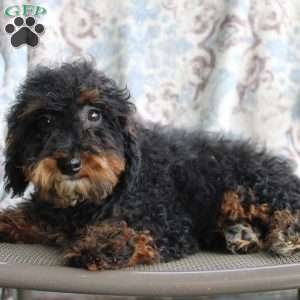 Bouncer, Miniature Poodle Puppy