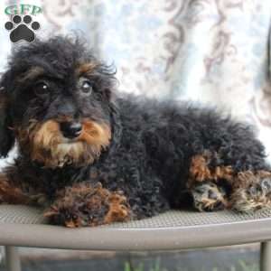 Bouncer, Miniature Poodle Puppy