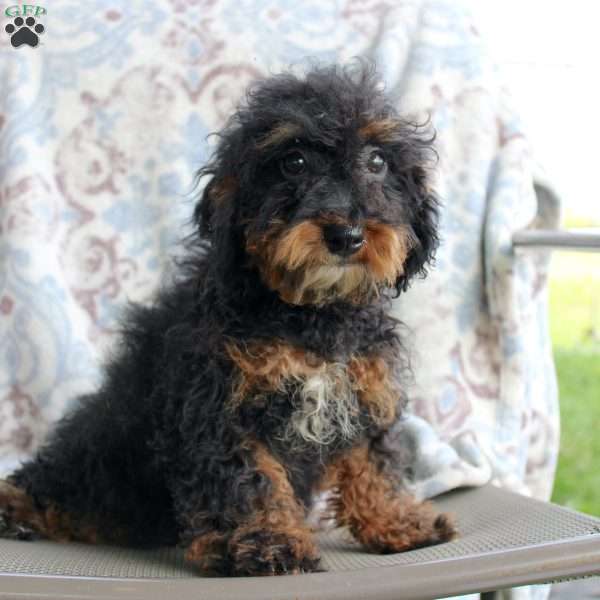 Bouncer, Miniature Poodle Puppy