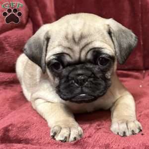 Delilah, Pug Puppy