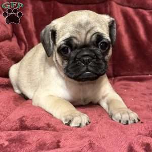 Delilah, Pug Puppy