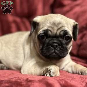 Delilah, Pug Puppy