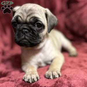 Delilah, Pug Puppy