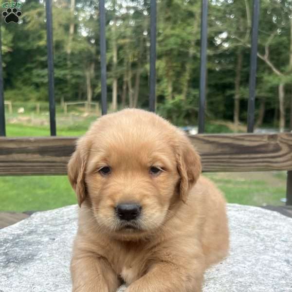 Hunter, Golden Retriever Puppy