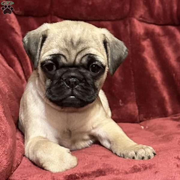 Delilah, Pug Puppy