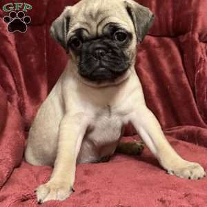 Delilah, Pug Puppy