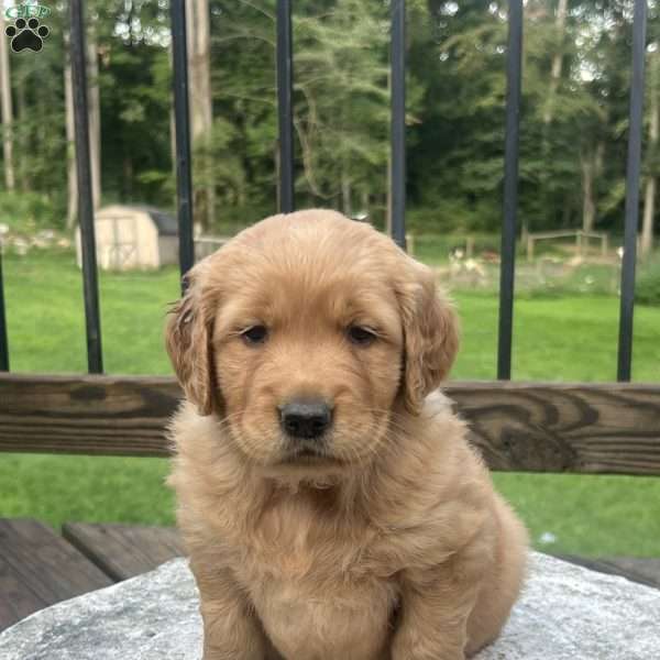 Oakley, Golden Retriever Puppy