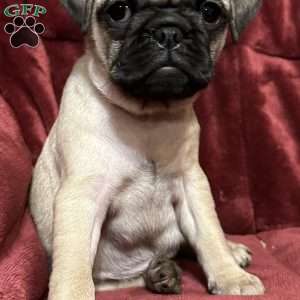 Delilah, Pug Puppy