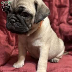 Daisy, Pug Puppy