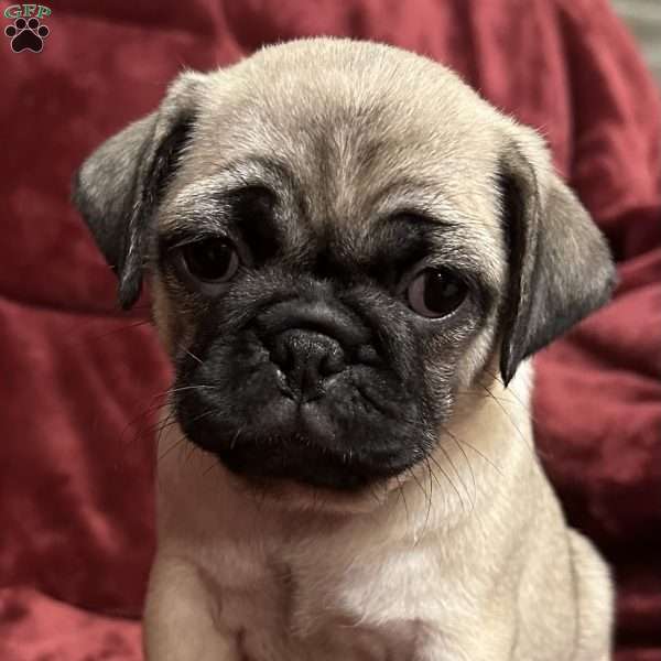 Daisy, Pug Puppy