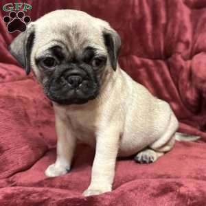 Daisy, Pug Puppy