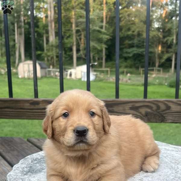 Gabby, Golden Retriever Puppy