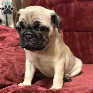 Daisy, Pug Puppy