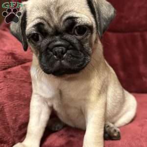 Daisy, Pug Puppy