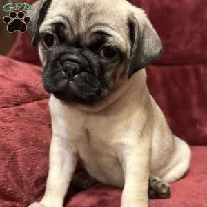 Daisy, Pug Puppy