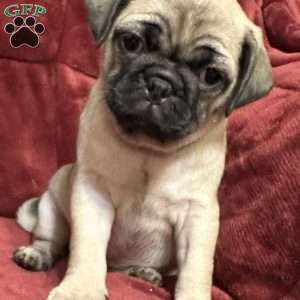 Daisy, Pug Puppy