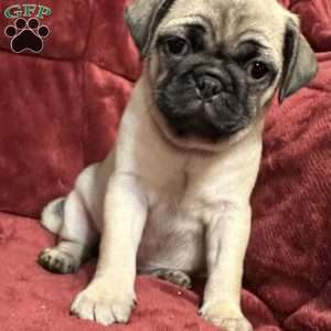 Daisy, Pug Puppy