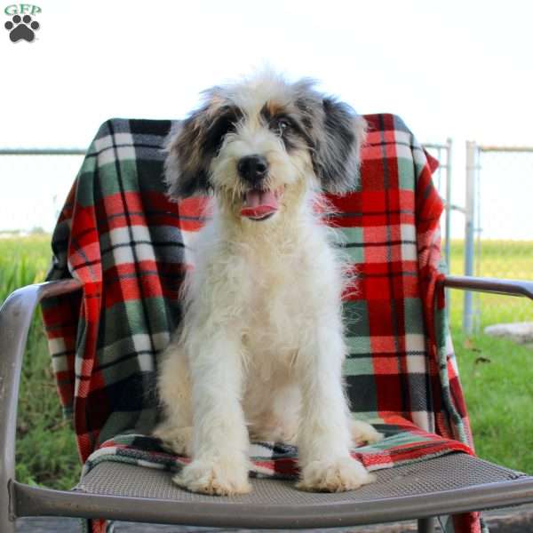 Peek-A-Boo, Mini Bernedoodle Puppy