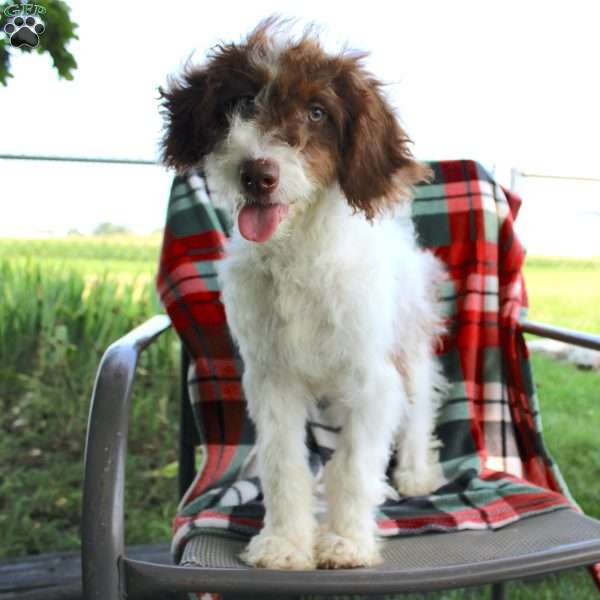 Poppy, Mini Bernedoodle Puppy