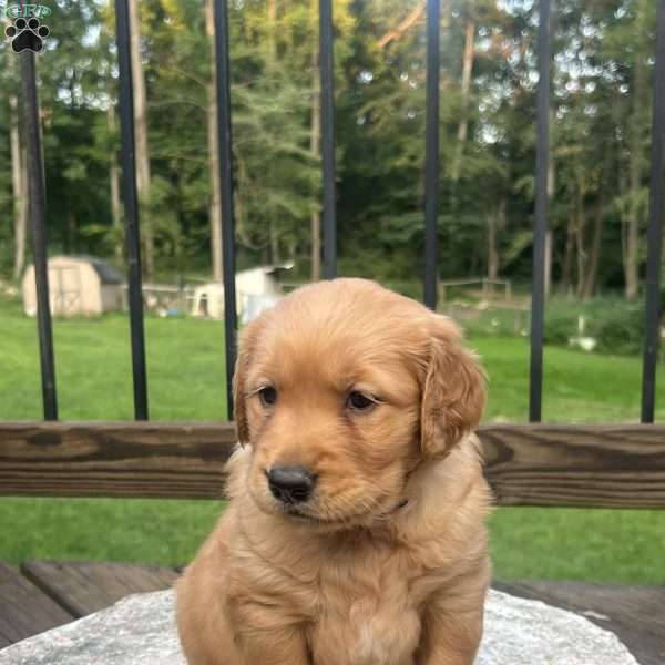 Rain, Golden Retriever Puppy