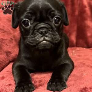 Diamond, Pug Puppy