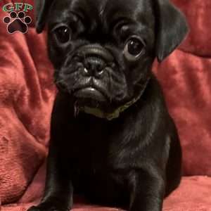 Diamond, Pug Puppy