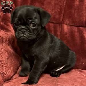 Diamond, Pug Puppy