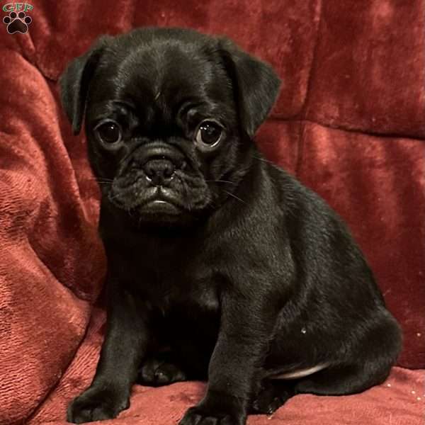 Diamond, Pug Puppy