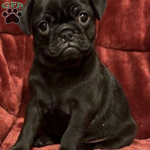 Diamond, Pug Puppy