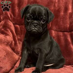 Diamond, Pug Puppy