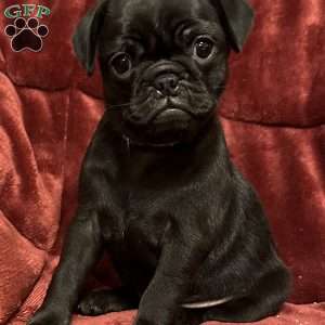 Diamond, Pug Puppy