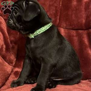 Diamond, Pug Puppy