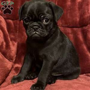 Diamond, Pug Puppy