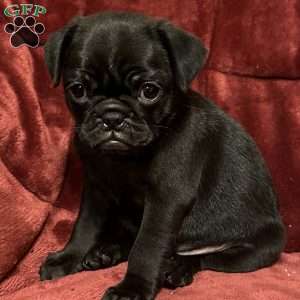 Diamond, Pug Puppy