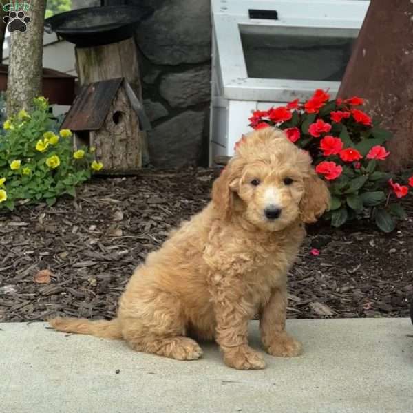 Gabby, Goldendoodle Puppy