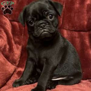 Diamond, Pug Puppy