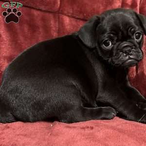 Diamond, Pug Puppy