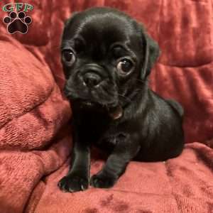 Daphne, Pug Puppy