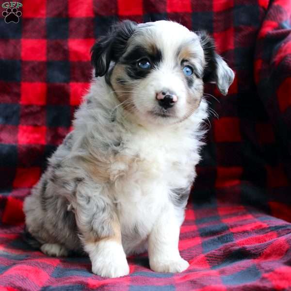 Twila, Miniature Australian Shepherd Puppy