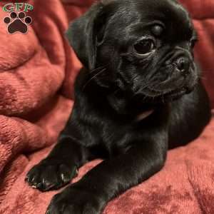 Daphne, Pug Puppy