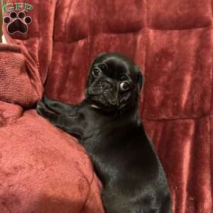 Daphne, Pug Puppy