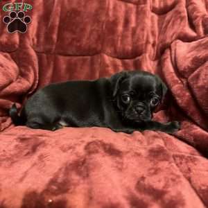 Daphne, Pug Puppy