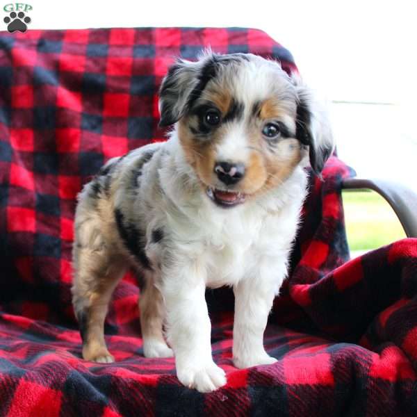 Teddy, Miniature Australian Shepherd Puppy