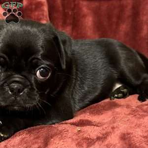 Daphne, Pug Puppy