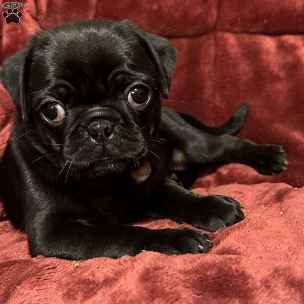 Daphne, Pug Puppy