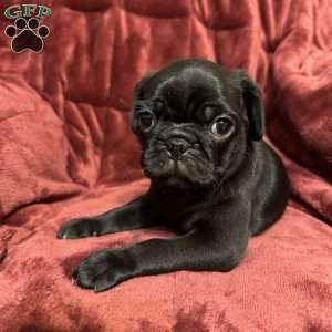 Dexter, Pug Puppy