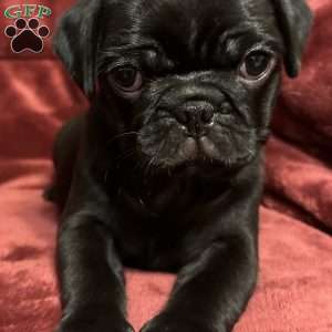 Dexter, Pug Puppy